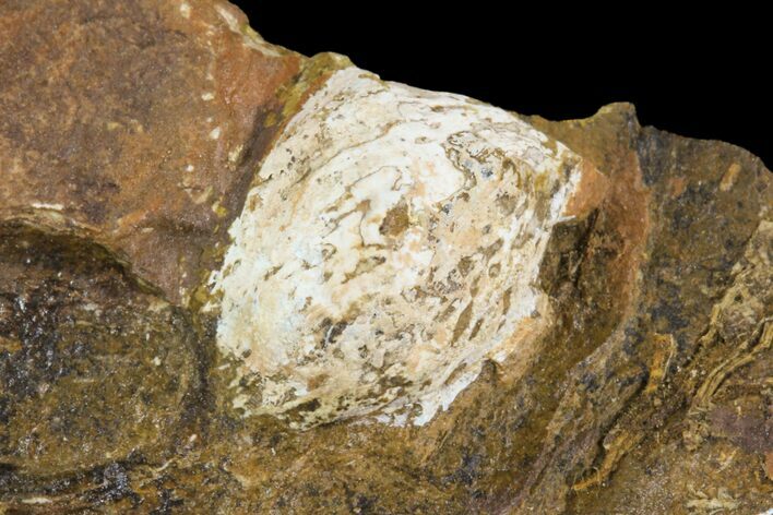 Unidentified Fossil Seed From North Dakota - Paleocene #95357